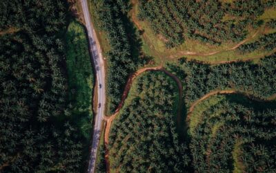 Rising Diesel Prices Challenge the Palm Oil Industry