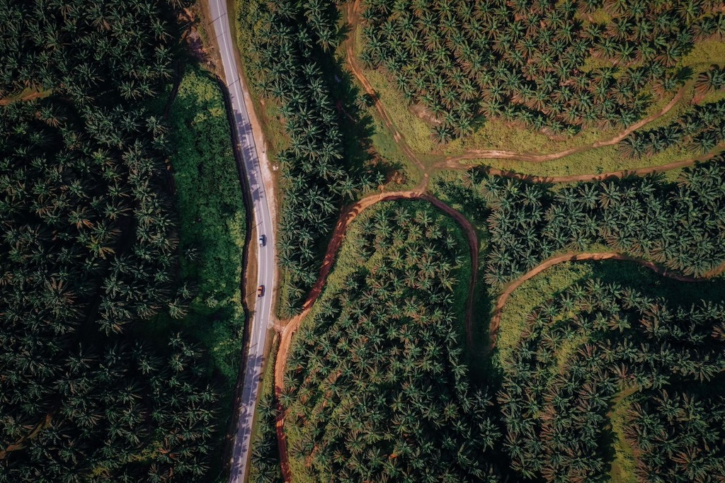trees around road